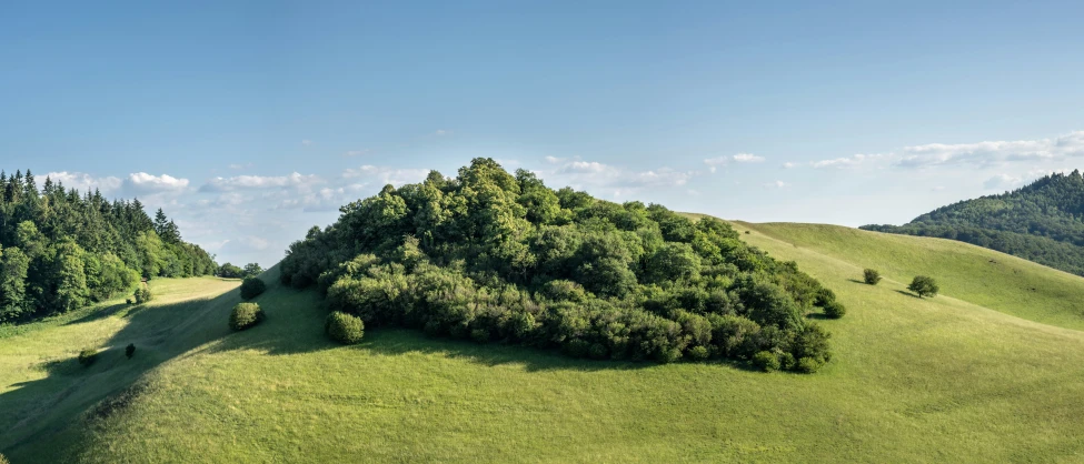 this is the view of a green hills, and a group of trees on top of it