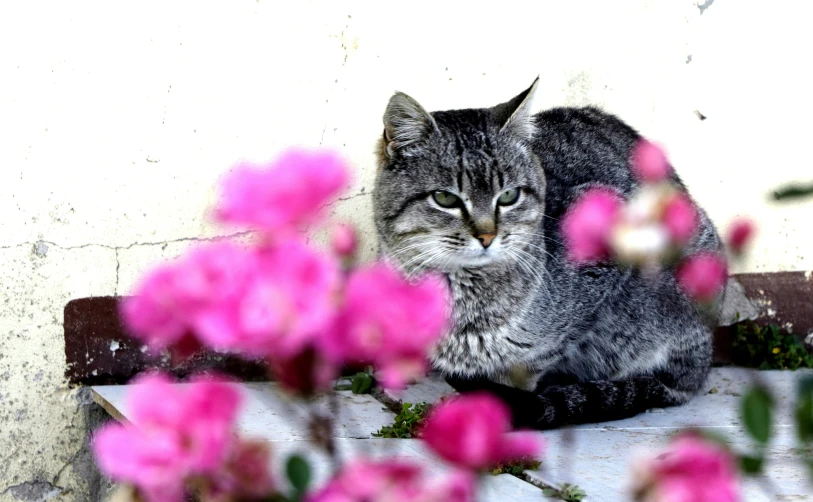 a cat sitting on top of a wooden bench