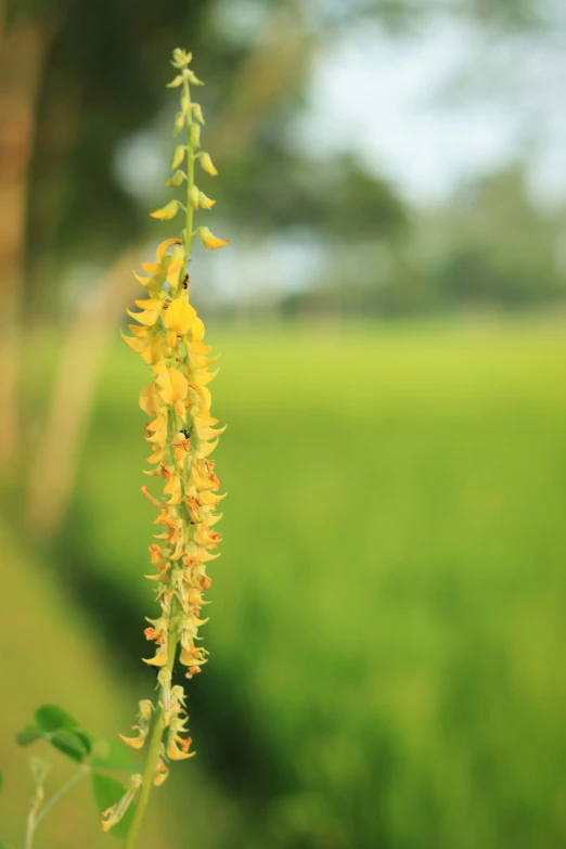 flowers with the green background of grass