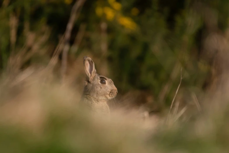 the rabbit is sitting in the tall grass