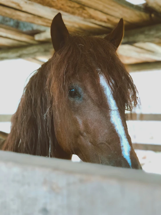a horse looks at the camera while in its pen