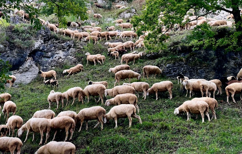 a large herd of sheep on a grassy hillside
