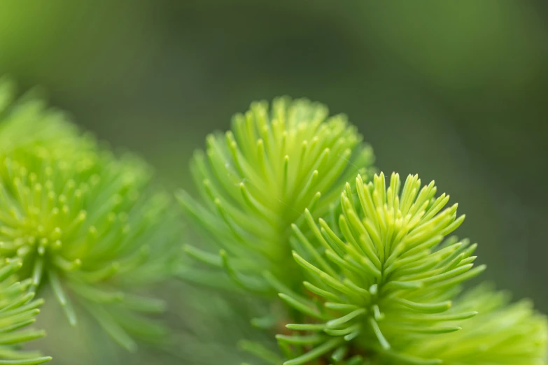 a close up view of a bright green plant