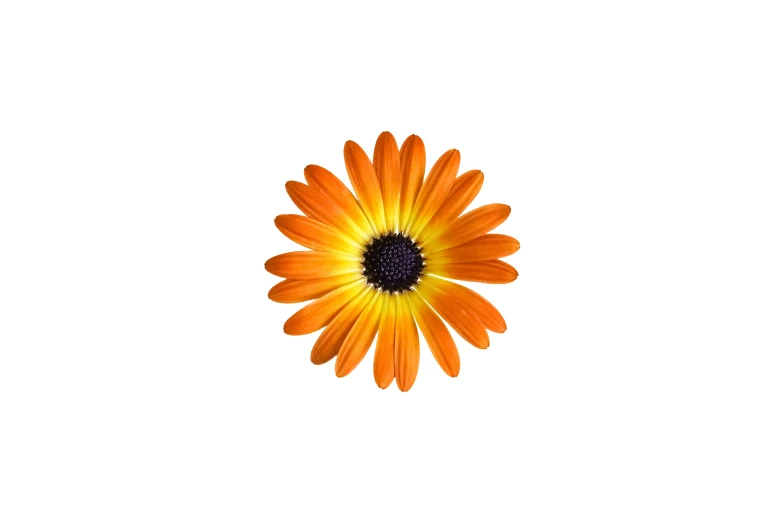 a single yellow flower with an orange center