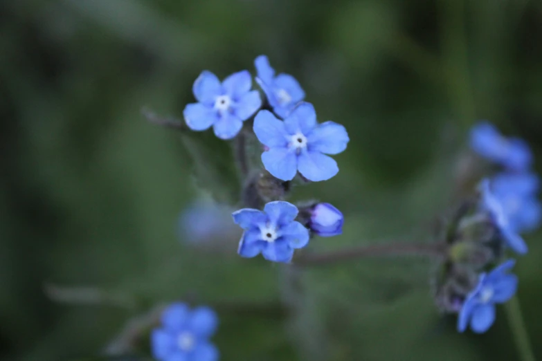 a group of flowers that are sitting in the grass