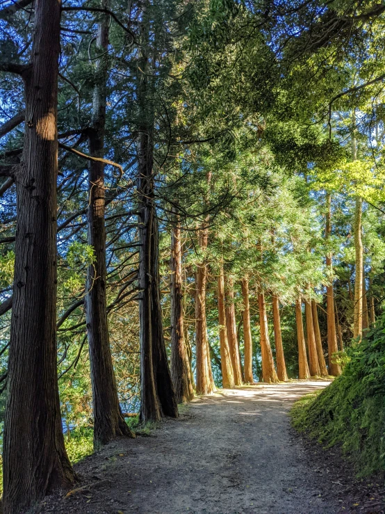 a dirt path lined with trees leading up to the shore