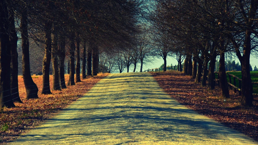 a street lined with trees near an orange grassy field