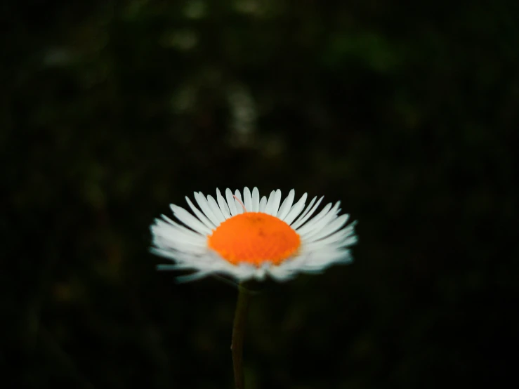 the orange circle is on the center of this daisy