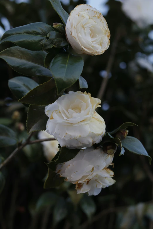 some white flowers sitting next to each other