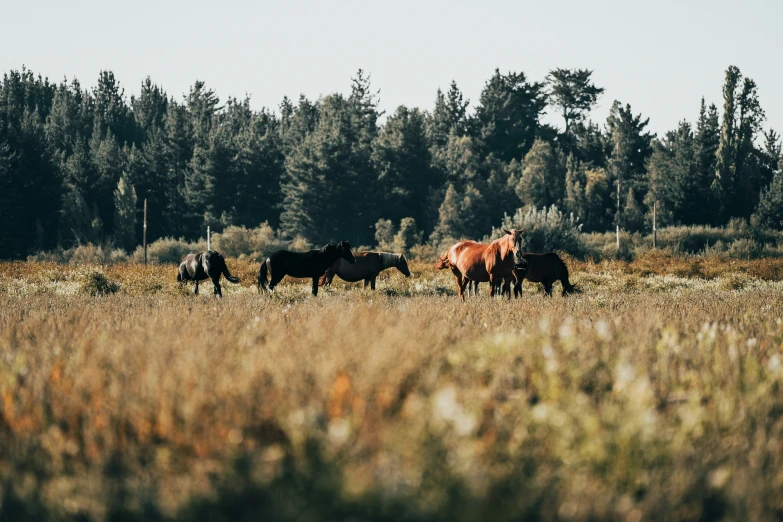 a group of horses graze in a field with tall grass