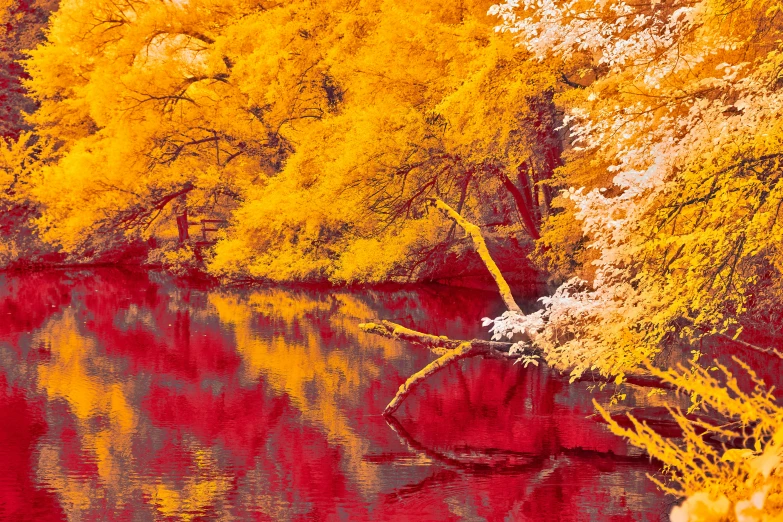 trees and leaves are in the reflection of a body of water