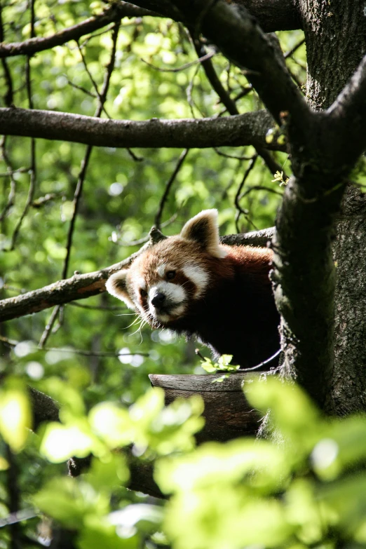 a red panda climbing down a tree nch