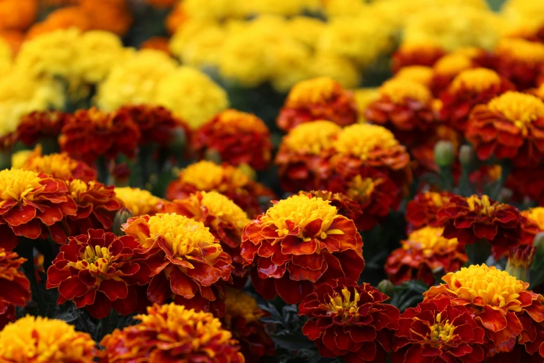 many bright colored flowers in full bloom in a field