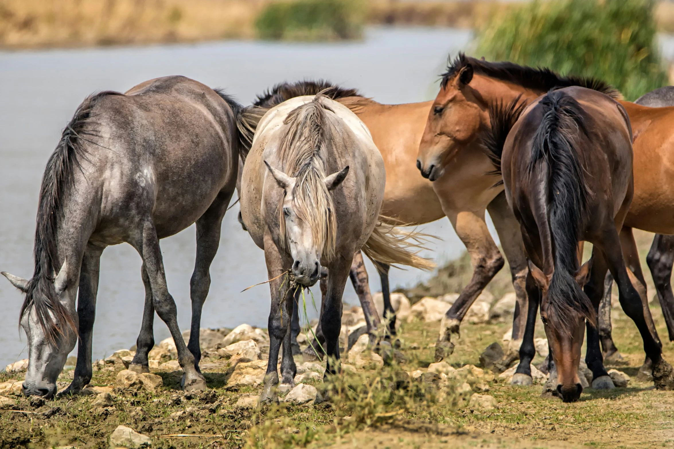 a group of horses grazing on grass by the water