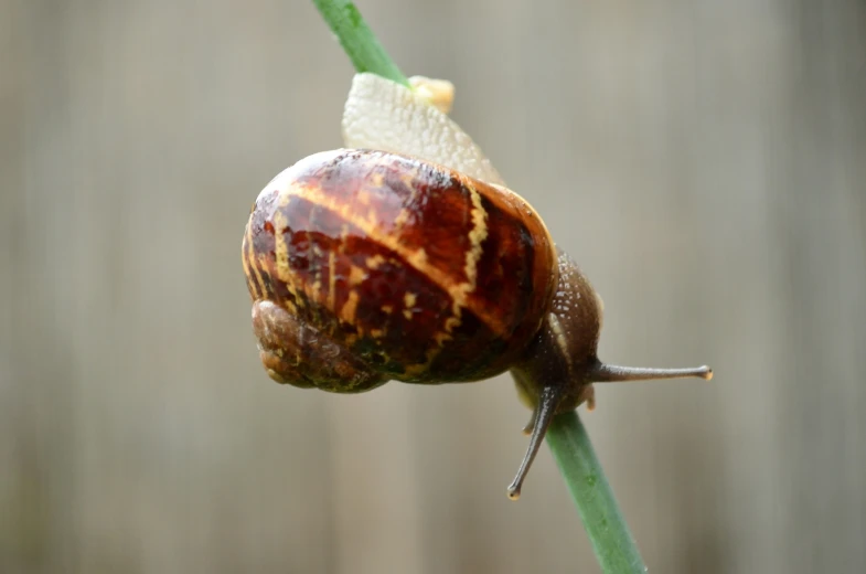 a snail is crawling on a stem