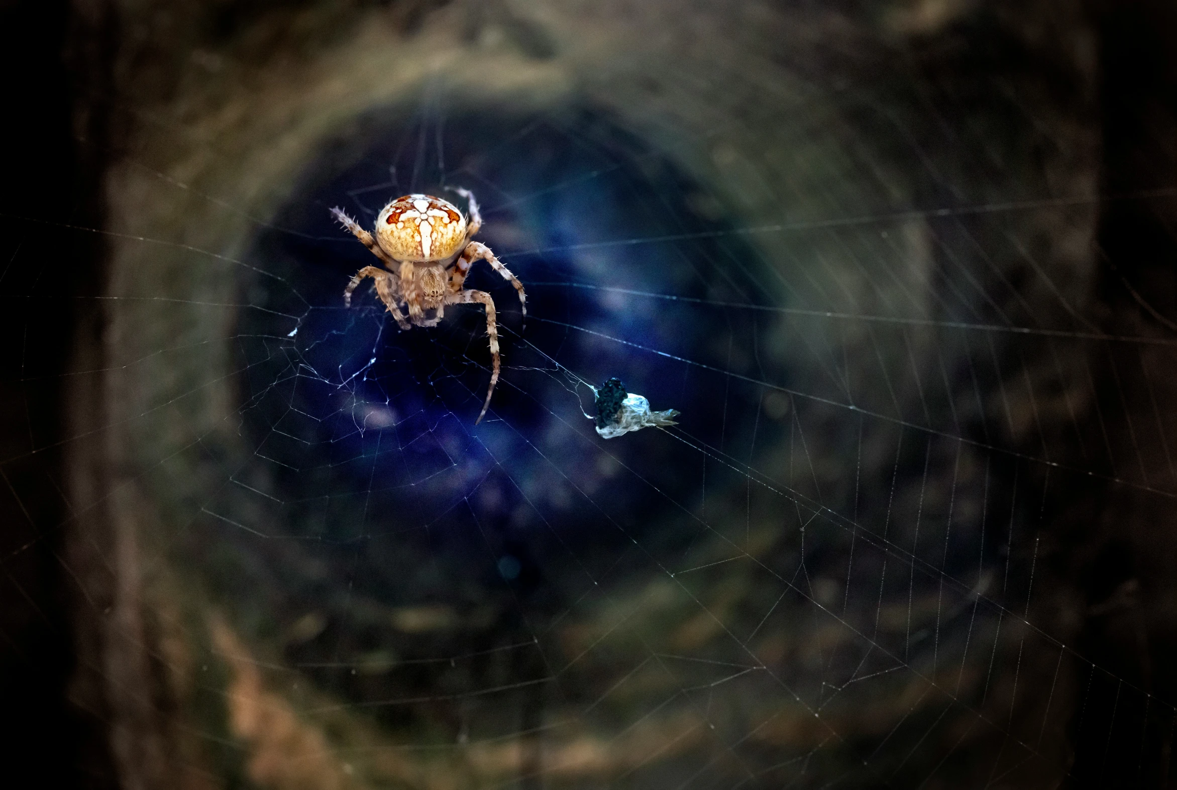 a spider on the inside of its web in the center of a blurry image