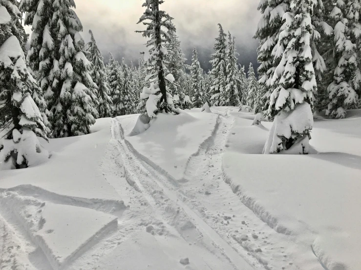 a snow covered forest filled with lots of trees