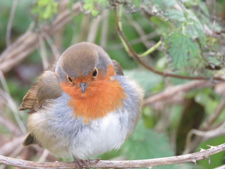 a close up of a small bird on a nch