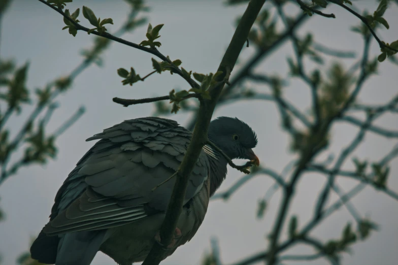 a bird is sitting on the nch of a tree