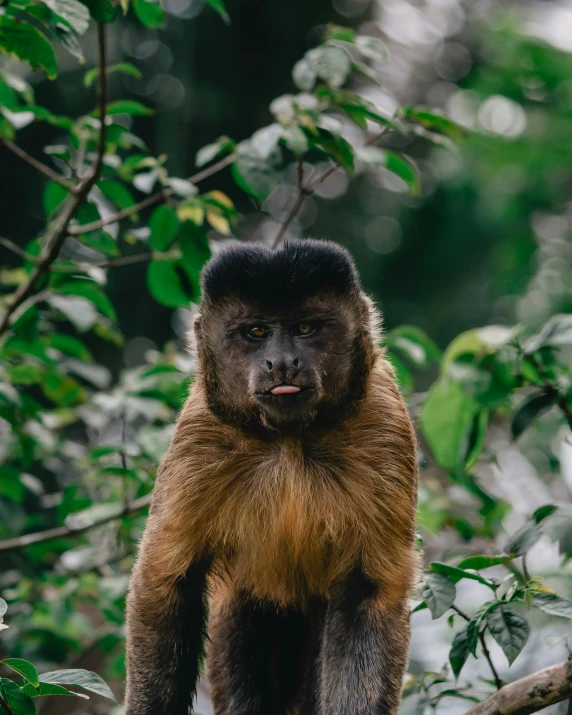 monkey with a hat on top of his head sitting in a tree