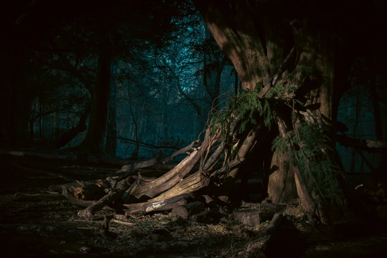 a huge tree with very thick roots sitting in a forest at night