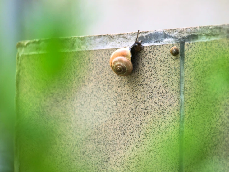 a snail sitting on top of a green wall