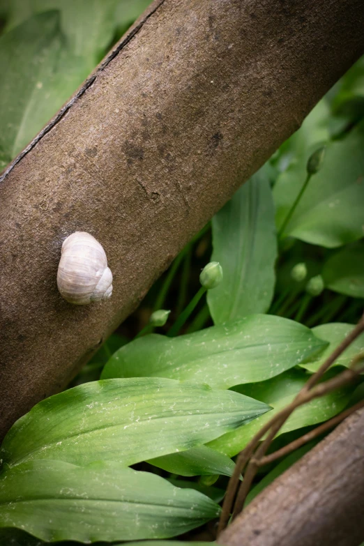 a shell sits on a tree nch outside