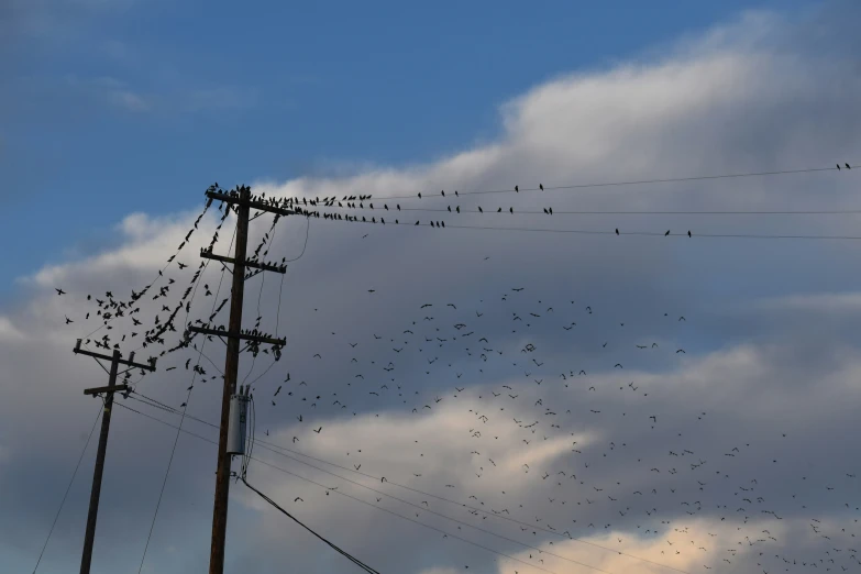 a flock of birds are flying about the power lines