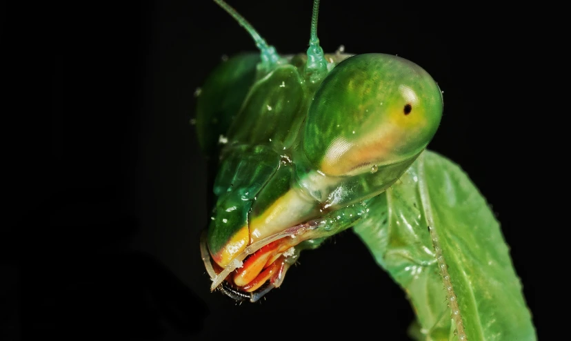 an insect in the dark with it's head down