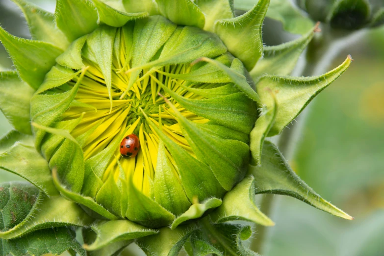 a ladybird sits on the center of a large sunflower