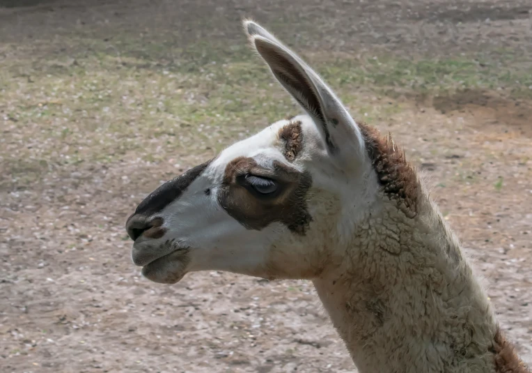 a close up of a llama face with grass in the background