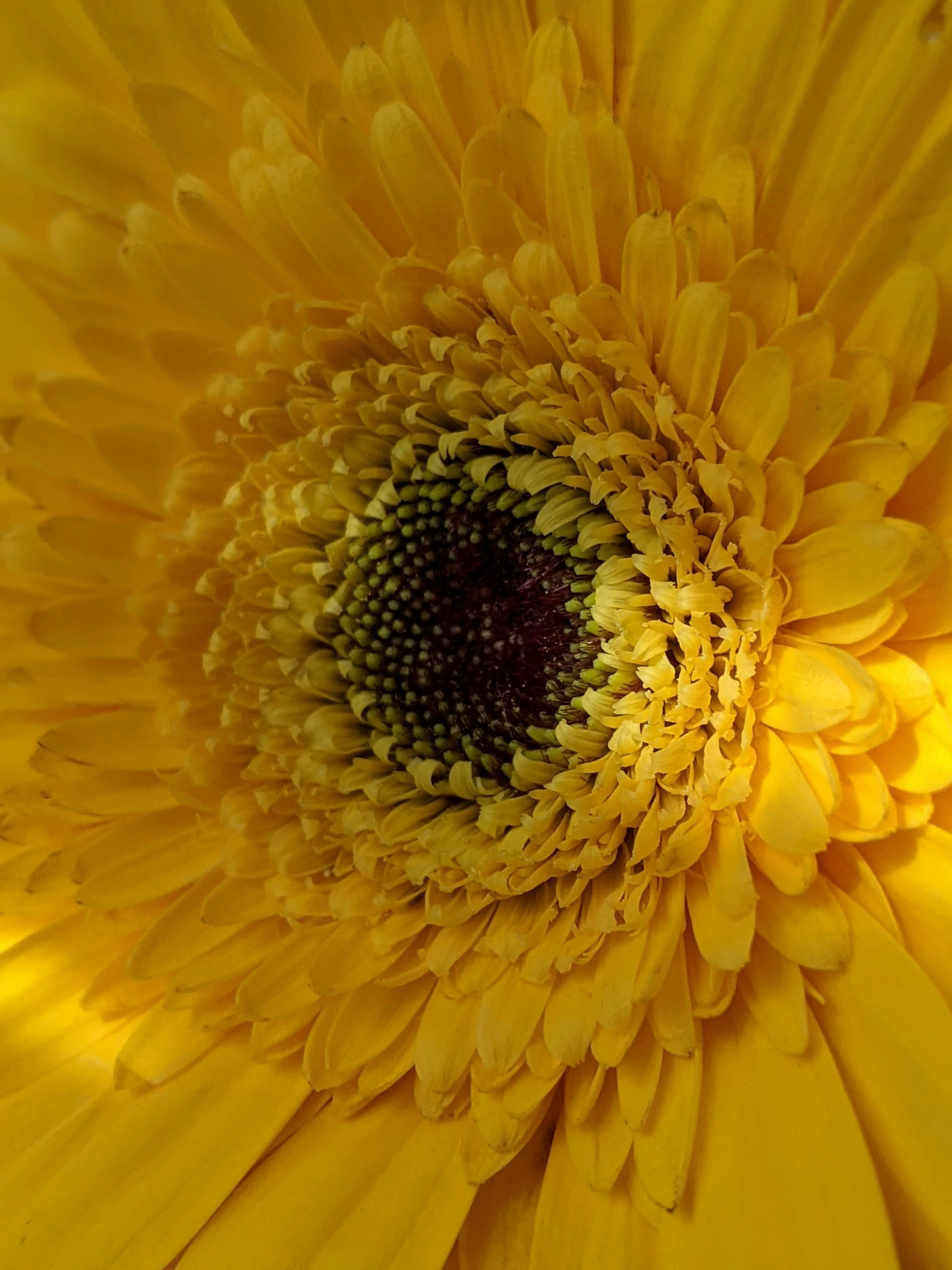 a close up of the center part of a yellow flower