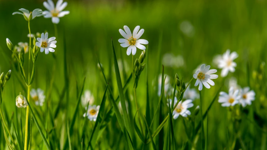 a group of wildflowers stand in a grassy field