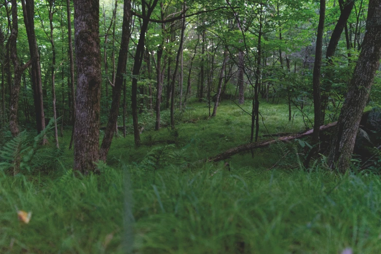 a green, dense tree filled forest with lots of green grass