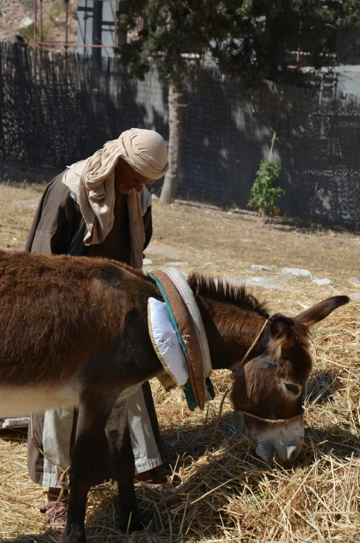 a woman feeding a donkey from its side