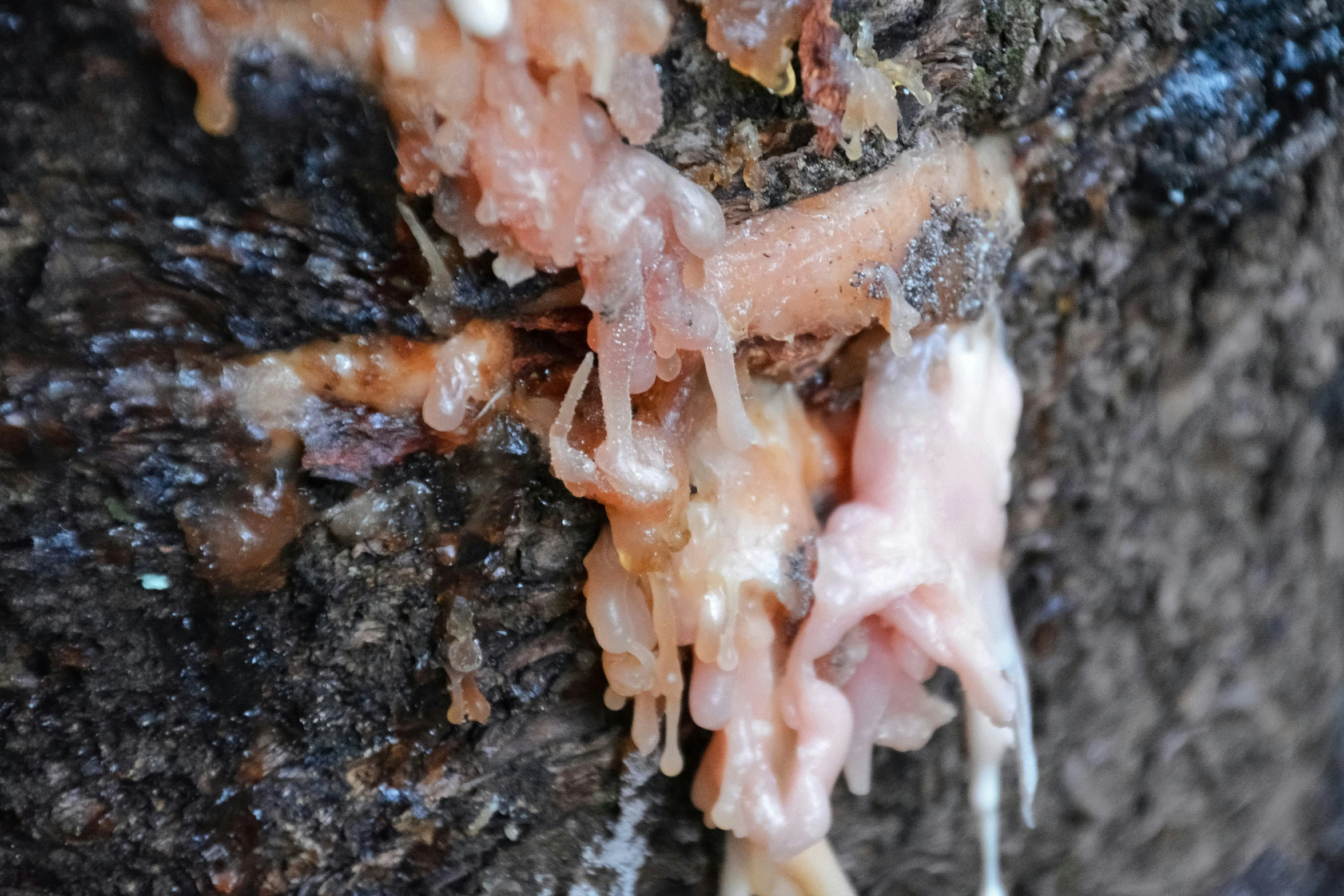 a brown substance is on top of a piece of bark