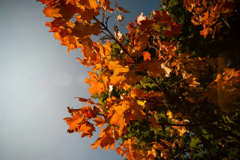 orange leaves under a blue sky in fall