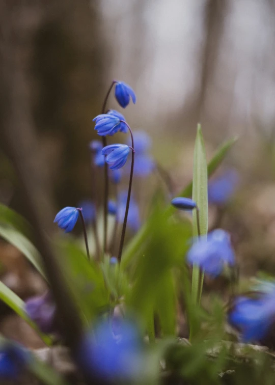 small blue flowers are growing among the grass