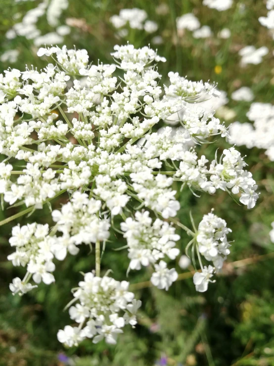 the flowers of a plant with white petals