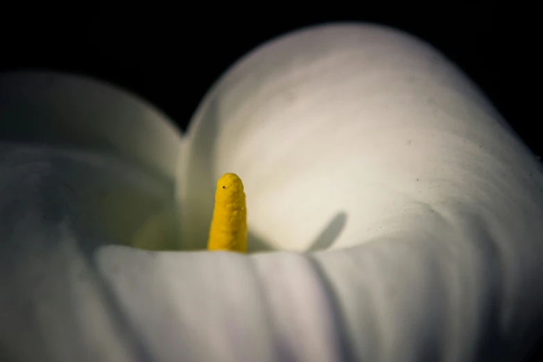 a single yellow insect sits inside a white flower