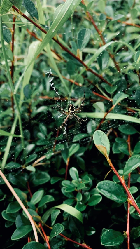 a spider is hanging on some leaves and other vegetation