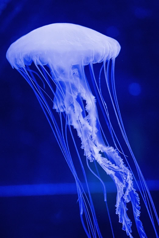 a white jelly fish floating under a blue light