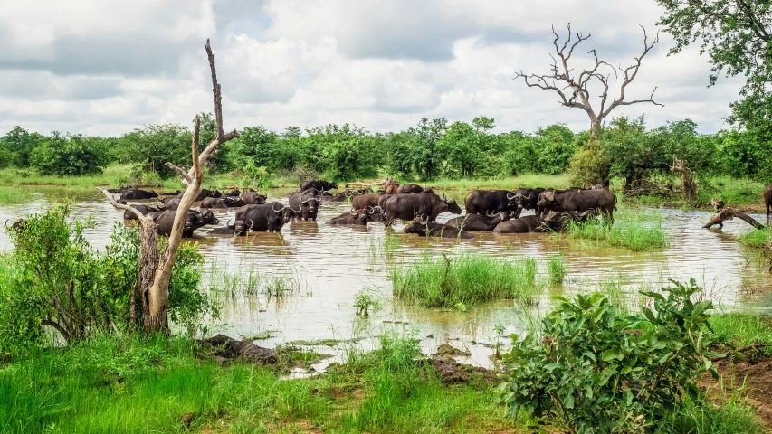 a herd of elephants walking through a body of water
