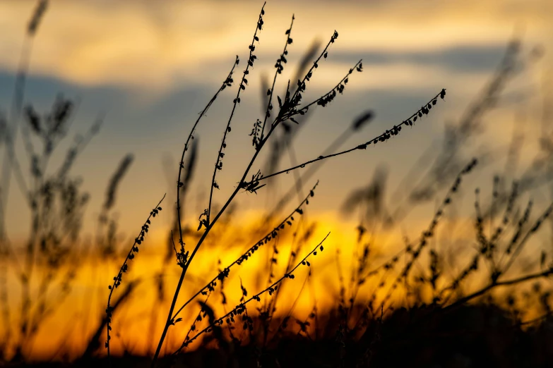 the sun shining through the leaves of some grass