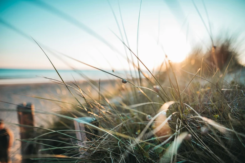 there are very high grass and weeds on the beach