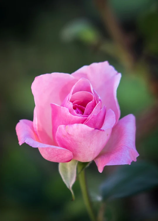 pink rose blooming in the garden surrounded by greenery