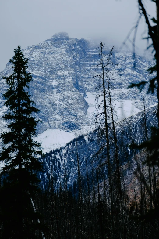 a mountain view with a lot of trees in front of it