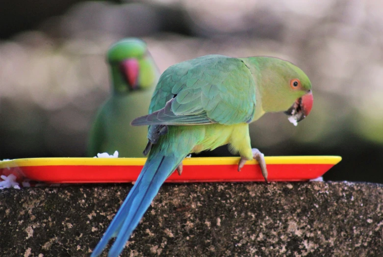 a colorful parrot stands on the top of the dish