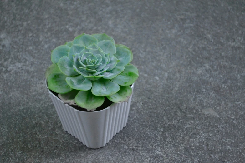 an indoor potted plant on the ground