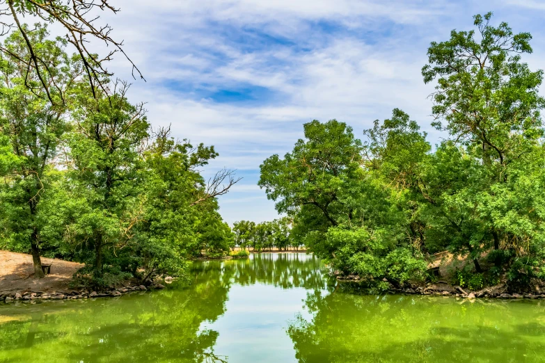 the trees are green on the water